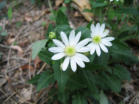 Aster savatieri var. pygmaeus