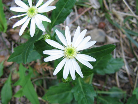 Aster savatieri var. pygmaeus