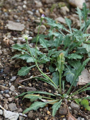 Aster savatieri var. pygmaeus