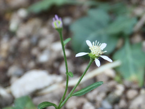 Aster savatieri var. pygmaeus