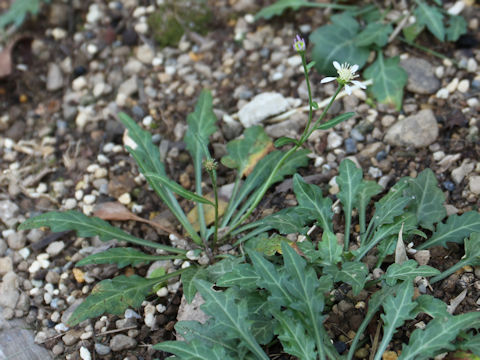 Aster savatieri var. pygmaeus