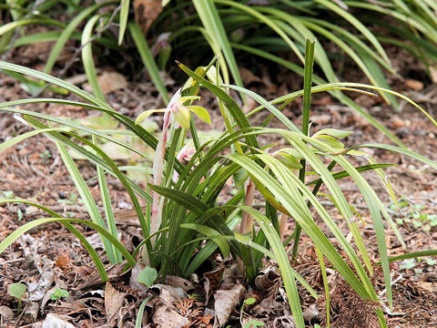 Cymbidium goeringii