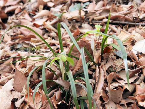 Cymbidium goeringii