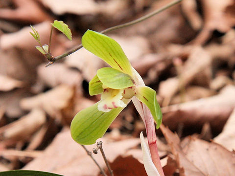 Cymbidium goeringii