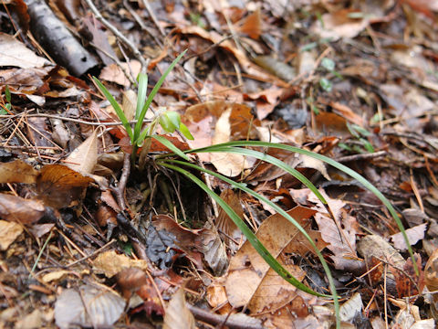 Cymbidium goeringii