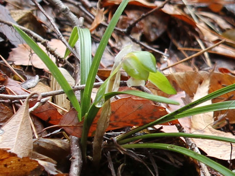 Cymbidium goeringii