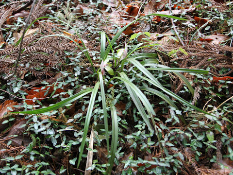 Cymbidium goeringii