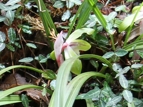 Cymbidium goeringii