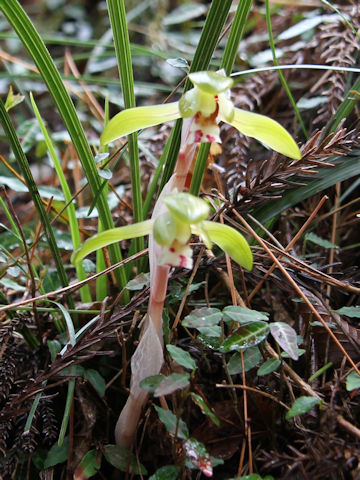 Cymbidium goeringii