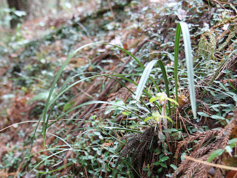 Cymbidium goeringii