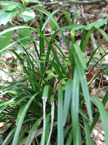 Cymbidium goeringii