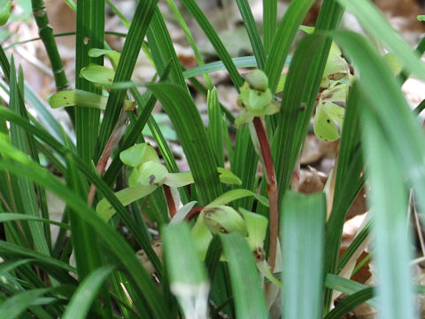 Cymbidium goeringii