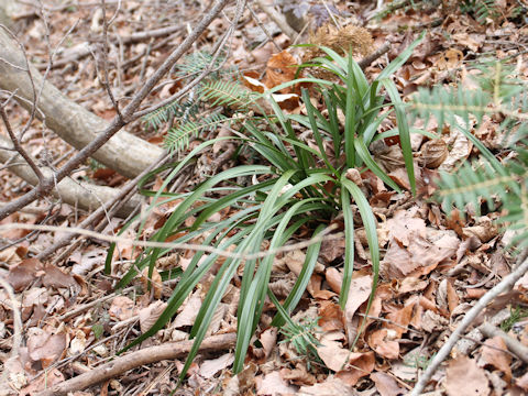 Cymbidium goeringii