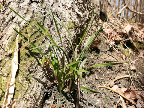 Cymbidium goeringii