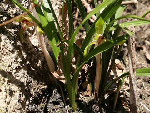 Cymbidium goeringii