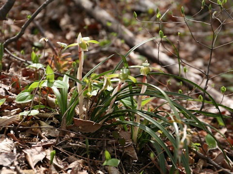 Cymbidium goeringii