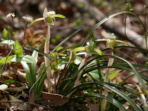 Cymbidium goeringii