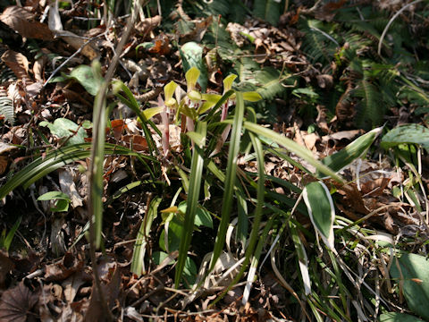 Cymbidium goeringii