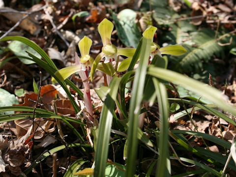 Cymbidium goeringii