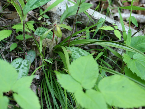 Cymbidium goeringii