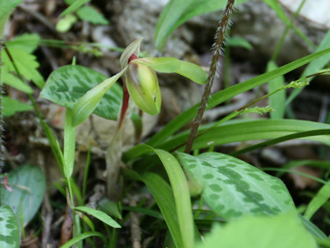 Cymbidium goeringii