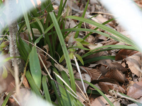 Cymbidium goeringii