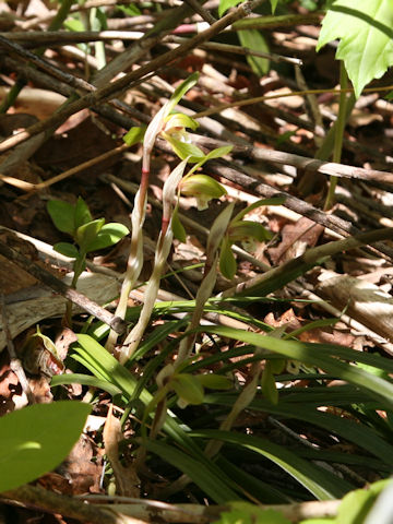 Cymbidium goeringii