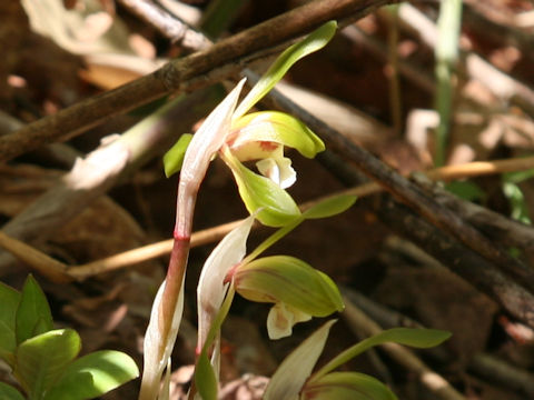 Cymbidium goeringii