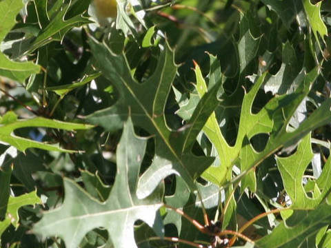 Quercus shumardii