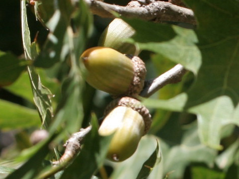 Quercus shumardii