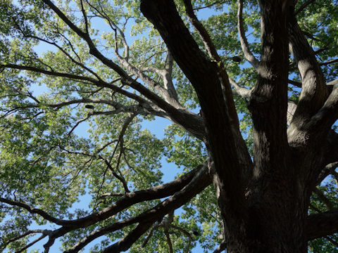 Quercus shumardii