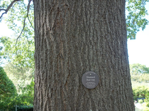 Quercus shumardii