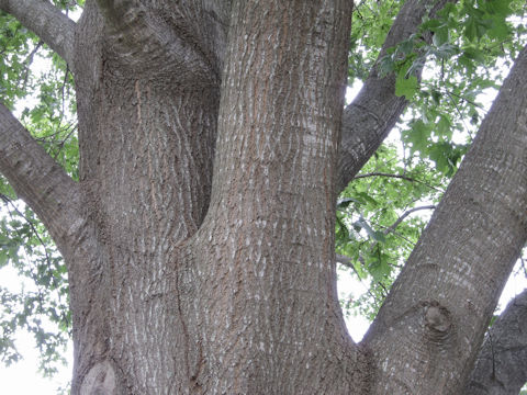 Quercus shumardii