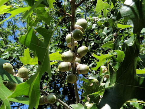 Quercus shumardii