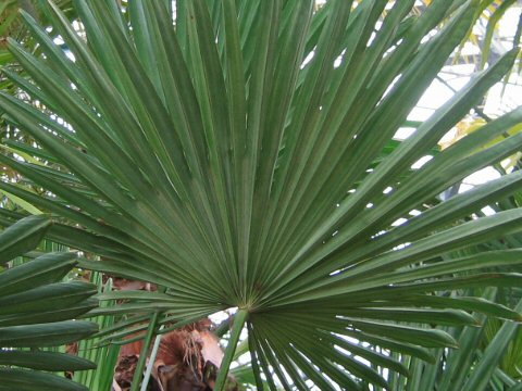 Trachycarpus fortunei