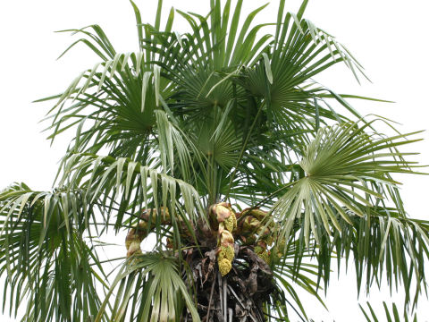 Trachycarpus fortunei