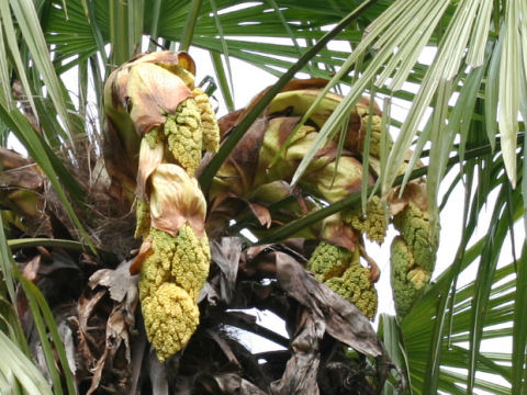 Trachycarpus fortunei