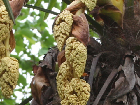 Trachycarpus fortunei