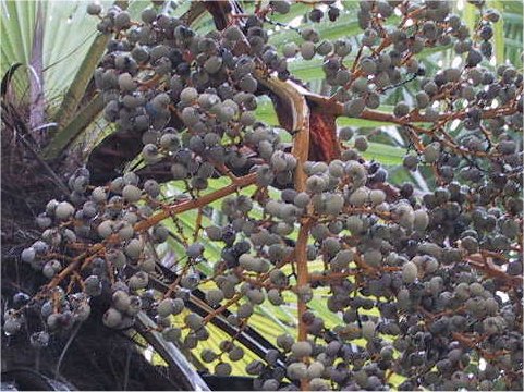 Trachycarpus fortunei