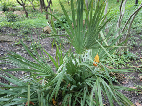 Trachycarpus fortunei