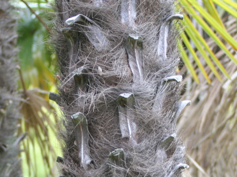 Trachycarpus fortunei