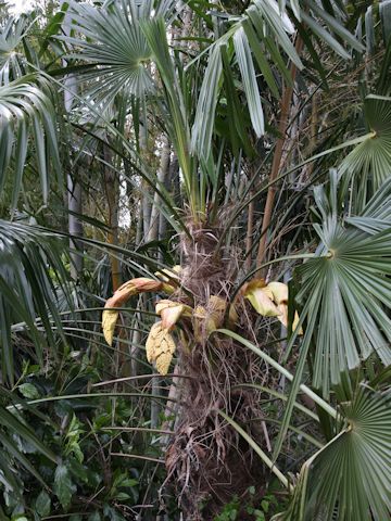 Trachycarpus fortunei