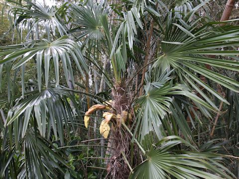 Trachycarpus fortunei