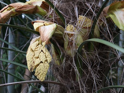 Trachycarpus fortunei