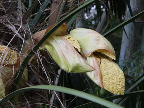 Trachycarpus fortunei