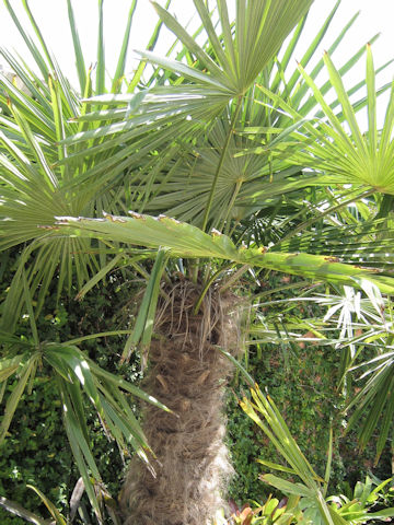 Trachycarpus fortunei