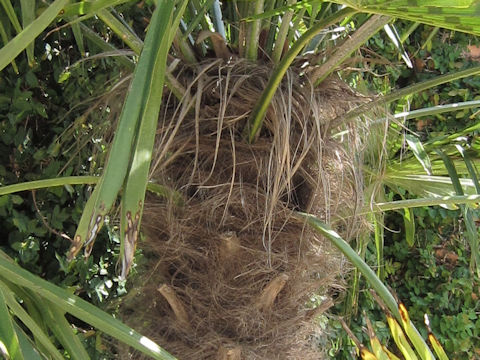 Trachycarpus fortunei