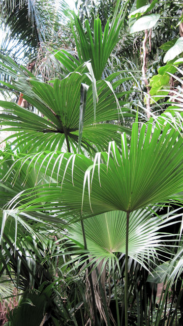 Trachycarpus fortunei