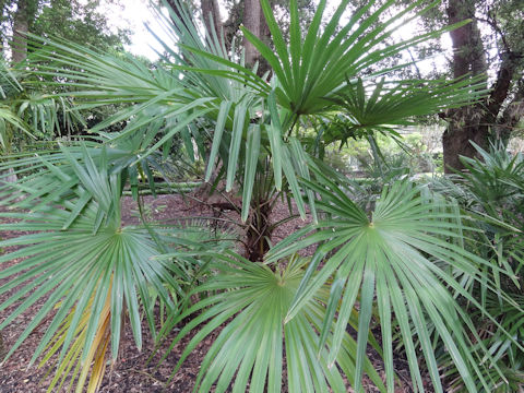 Trachycarpus fortunei