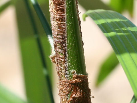 Rhapis humilis